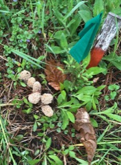 Spruce and Morels